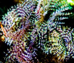 Worms. Nikkor 60mm. by Chris Wildblood 